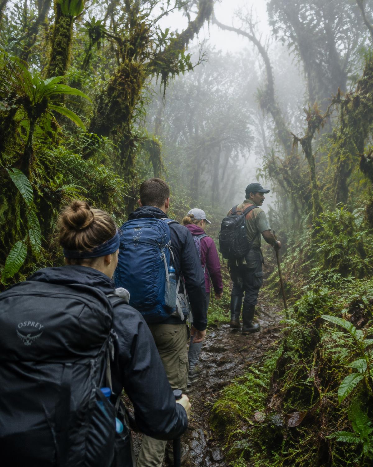 Guests trekking through cloud forest